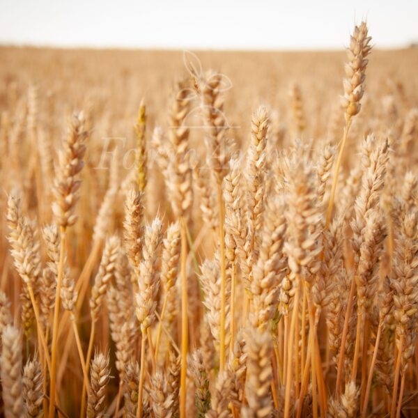 Wheat Direct from farmers fields