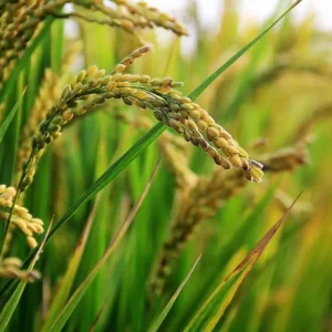 Rice Direct From Farmers (धान)